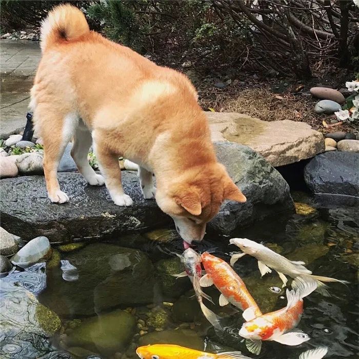 没有什么烦恼是吸柴犬解决不了的如果有那就多吸几口
