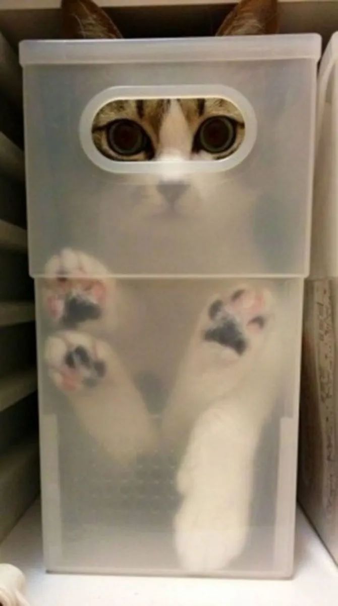 日本网友评选出了“最会伪装的喵星人”…堪称猫界伪装者！