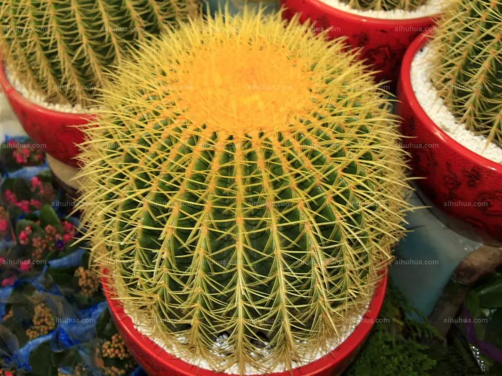 orcutt仙人掌科强刺球属,植株扁圆形至球形,后成圆柱状,体色灰绿檀 