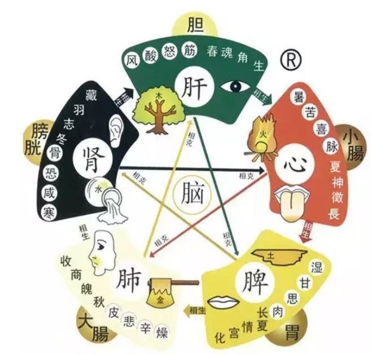 中医养生五行平衡即健康