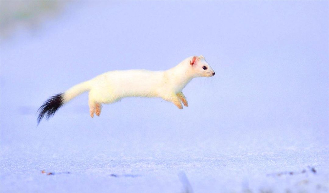 然而全球变暖导致的冰雪覆盖期缩短,打破了白鼬以往的生存规律.
