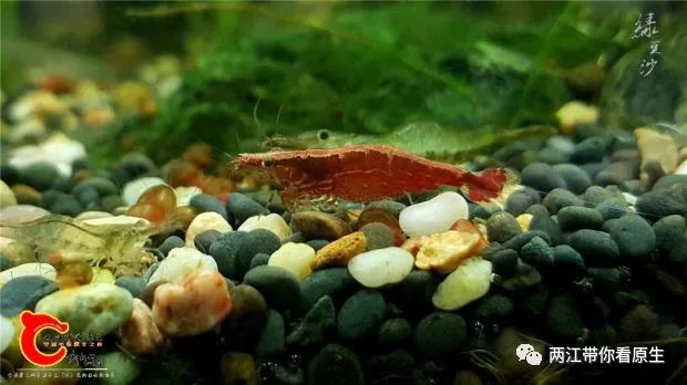 细足米虾▼勾虾▼日本沼虾▼膜壳蟹▼鳃刺溪蟹▼方形环棱螺▼放逸短沟