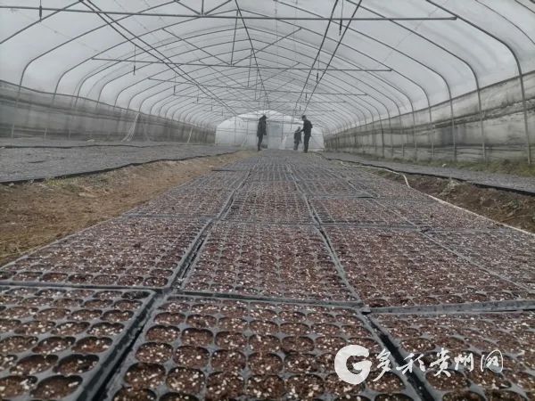 把时间抢回来把损失补回来大方县凤山乡种下圣女果铺就致富路
