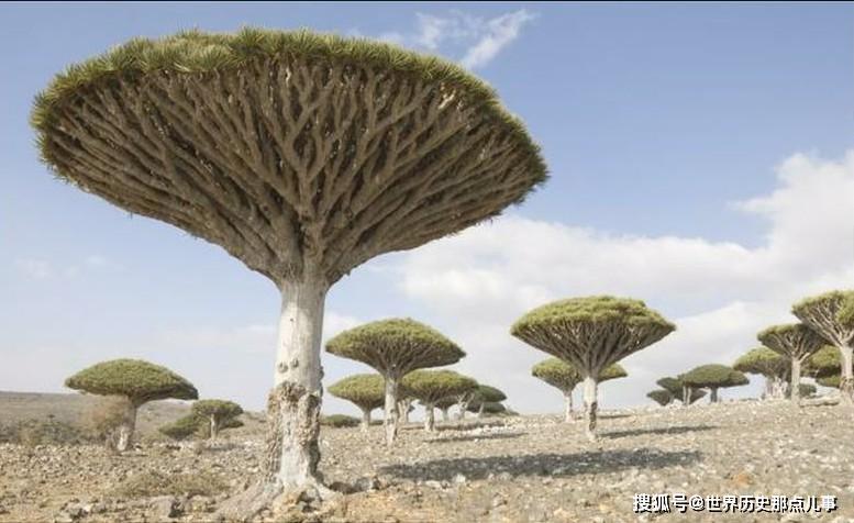 原创索科特拉岛地球上最像宇宙中的外星星球的地方