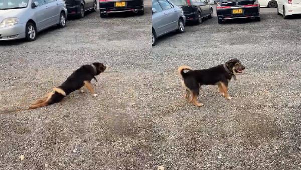 堪称狗狗界的影帝狗狗拖着两条后腿走路其实它只是爱耍宝