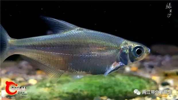 两江15周年获奖作品三等奖手机水族摄影技巧探讨