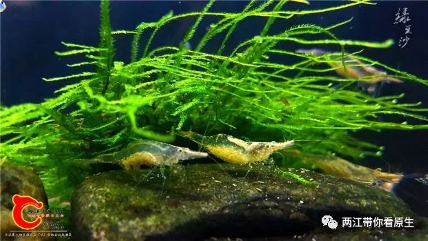 勾虾▼日本沼虾▼膜壳蟹▼鳃刺溪蟹▼方形环棱螺▼放逸短沟蜷▼彩螺▼