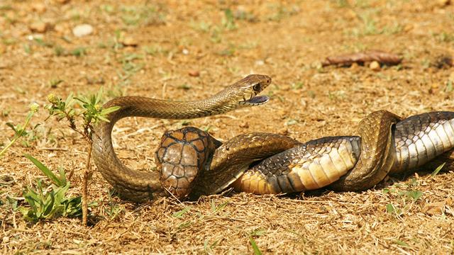 世界上最毒的蛇以吃蛇为生男子亲眼目睹蛇吞蛇奇观