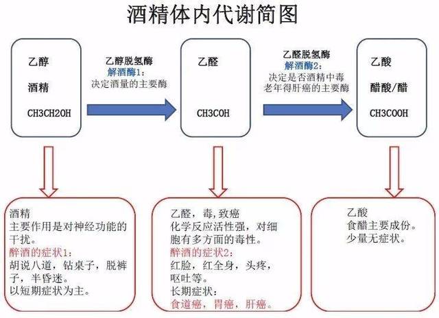 专家指出乙醇代谢能使血乳酸浓度增高,像其他有机酸一样,乳酸可抑制肾