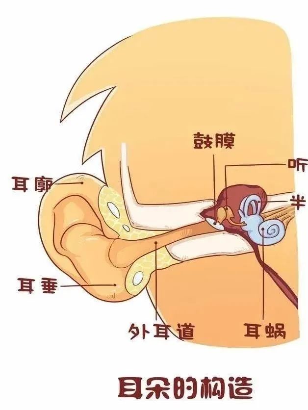 耳朵的作用图片卡通图片