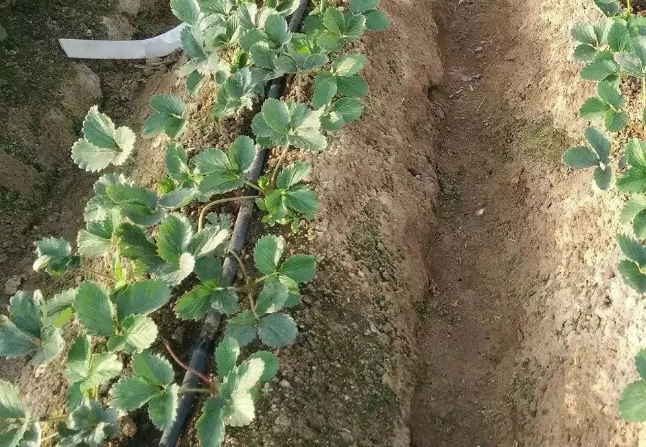 要想死苗少草莓种植土壤改良少不了