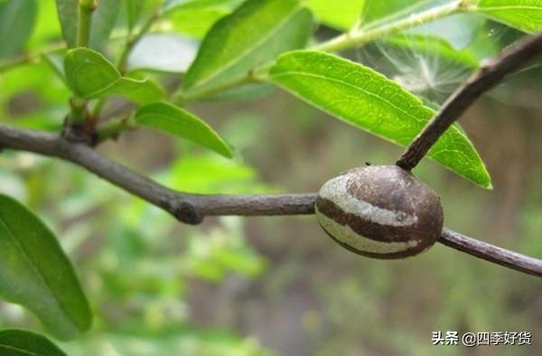 霸角子学名刺蛾幼虫,是农村桃树上常见的害虫卵,一斤还40元