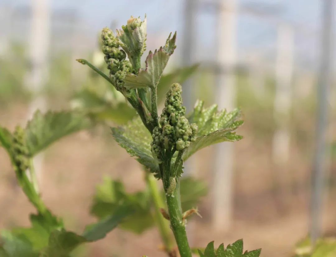 为促进葡萄花芽分化与发育,可从以下七点着手