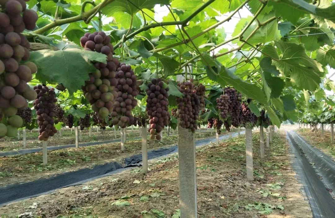 葡萄技术篇萌芽至开花葡萄管理和病虫害防治4项管理工作