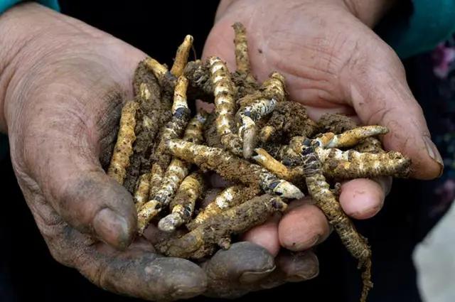 贵州凯里山里出现不知名虫草村民忙寻找