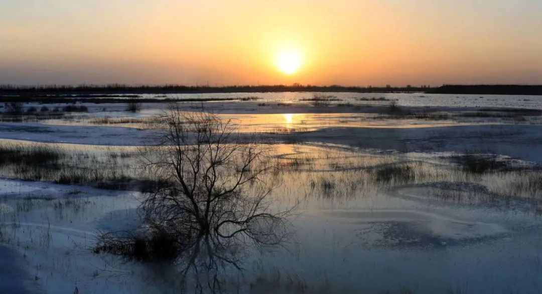 来民勤石羊河大景区,带你赏民勤湿地美景,听水鸟欢唱