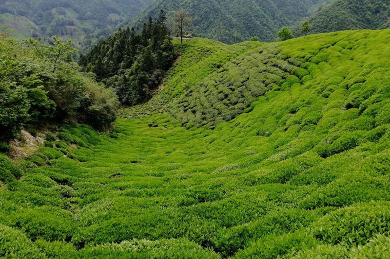 黄山特产休宁松萝茶历史文化品鉴选择购买指南