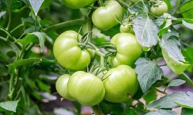 这个药,一季喷二遍,产量翻一番!_表芸