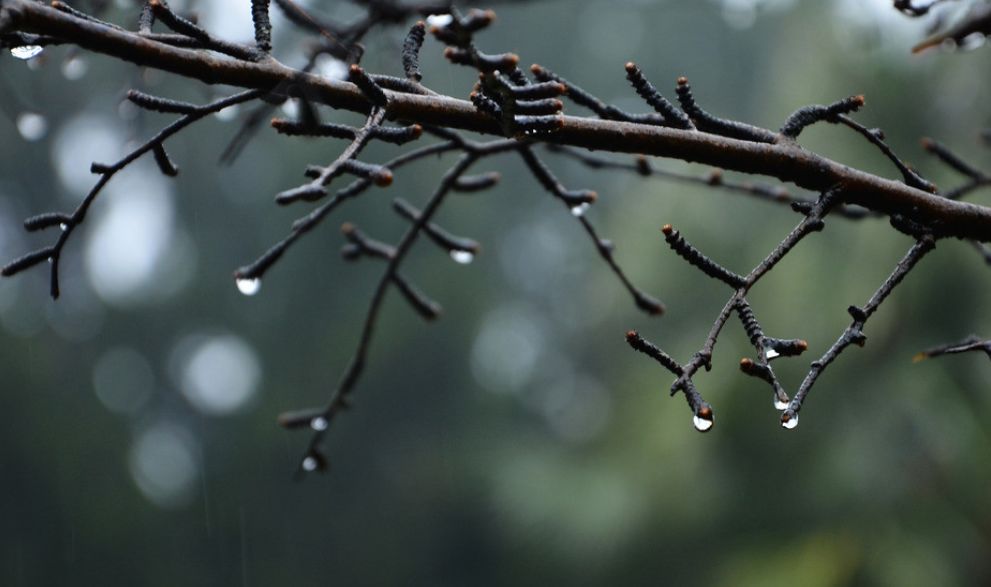 尚凱旋春雨