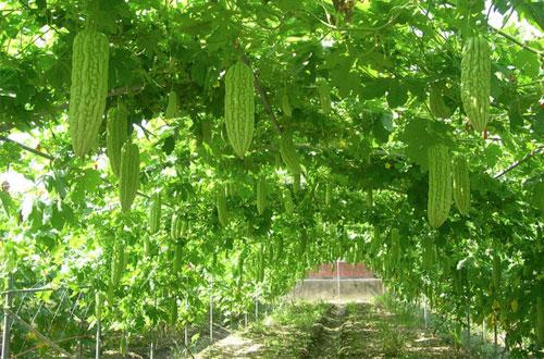 苦瓜都什麼時間種植掌握苦瓜具體種植時間人人都能種苦瓜