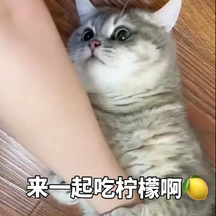 猫咪柠檬酸系列表情包