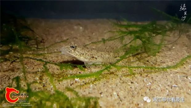 条纹小鲃▼麦穗鱼▼越南黑叉尾斗鱼▼线鱧▼大眼鳊▼线梅氏鳊▼林氏细