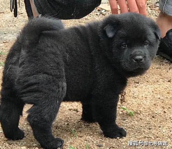 原创男子花500块买下一只小黑狗,却被邻居嘲笑,最后尴尬了!