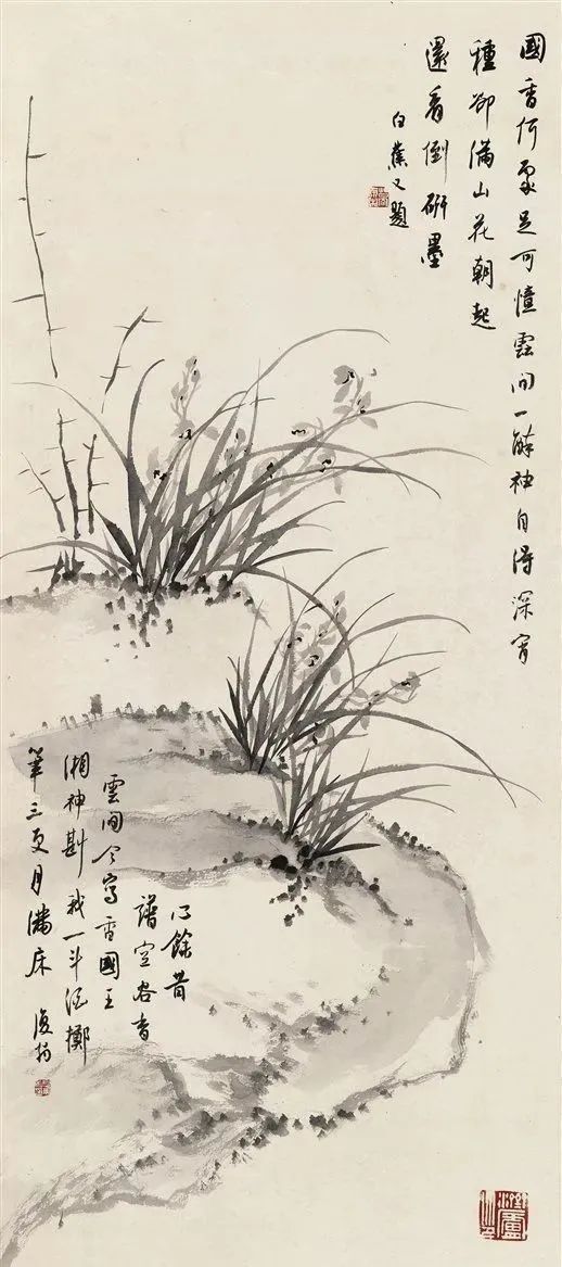 白蕉 兰棘图白蕉 兰花白蕉 兰白蕉 兰白蕉 兰白蕉 兰白蕉 兰白蕉 兰