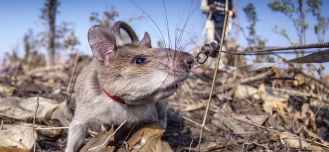 老鼠在非洲可不止是食材还是声名远扬的雷神