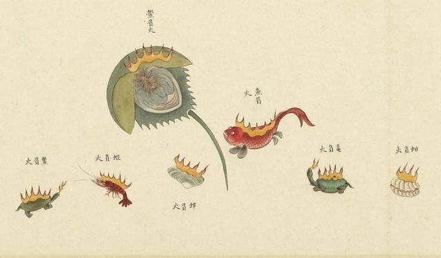 他300年前画的海洋生物图鉴,堪称古代版的海底总动员