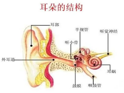 耳部脑的准确位置图图片