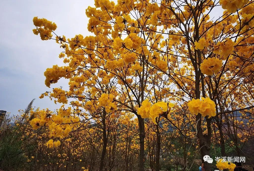 大隆鎮這樣的風鈴花你見過嗎?_黃花