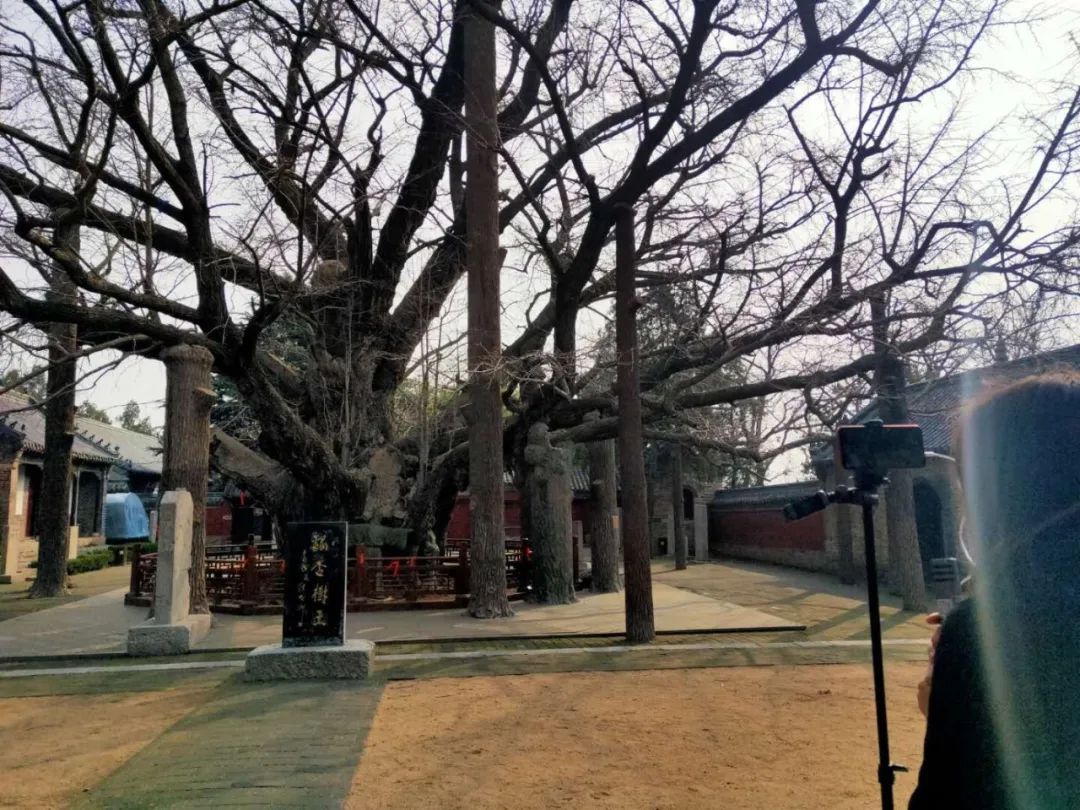 "走进"浮来山风景区,欣赏景区定林寺,天下银杏第一树,校经楼,三教堂