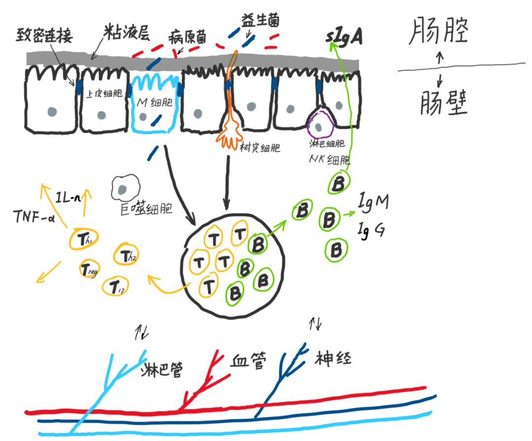 益生菌如何增强人体抵抗力?