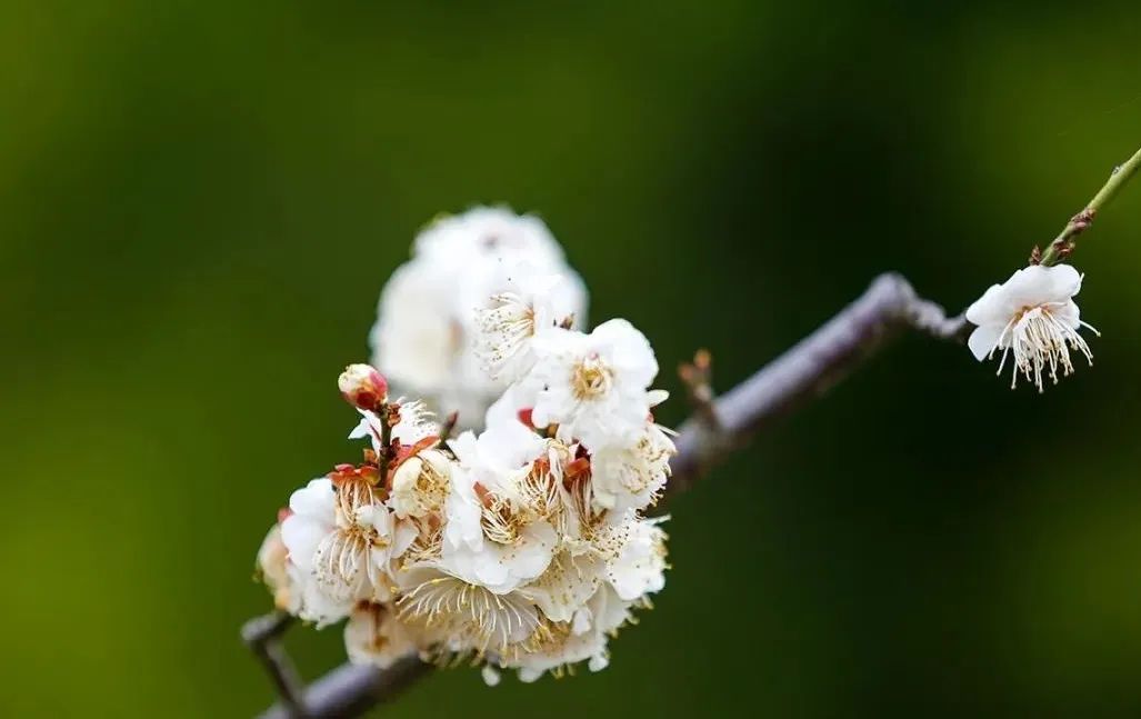 春天,淮北南湖带您"云游"赏梅!_梅花