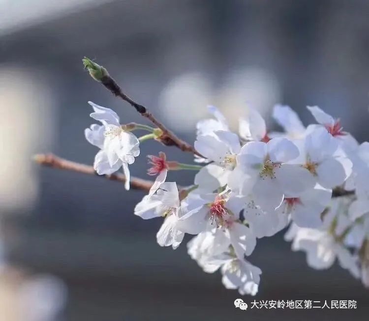 二院兴安凌霄雪67荆楚润樱花最美逆行者的家书