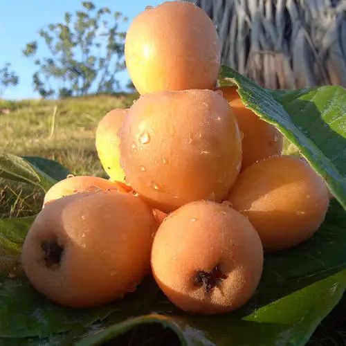 分享下单立赚米易枇杷61产地包邮61新鲜直达61爆甜多汁599元