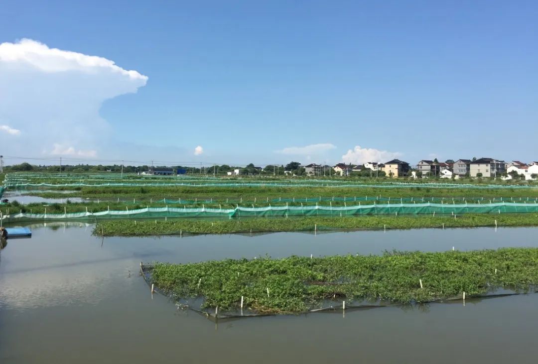 赞我市4家水产养殖主体又获国家级金名片