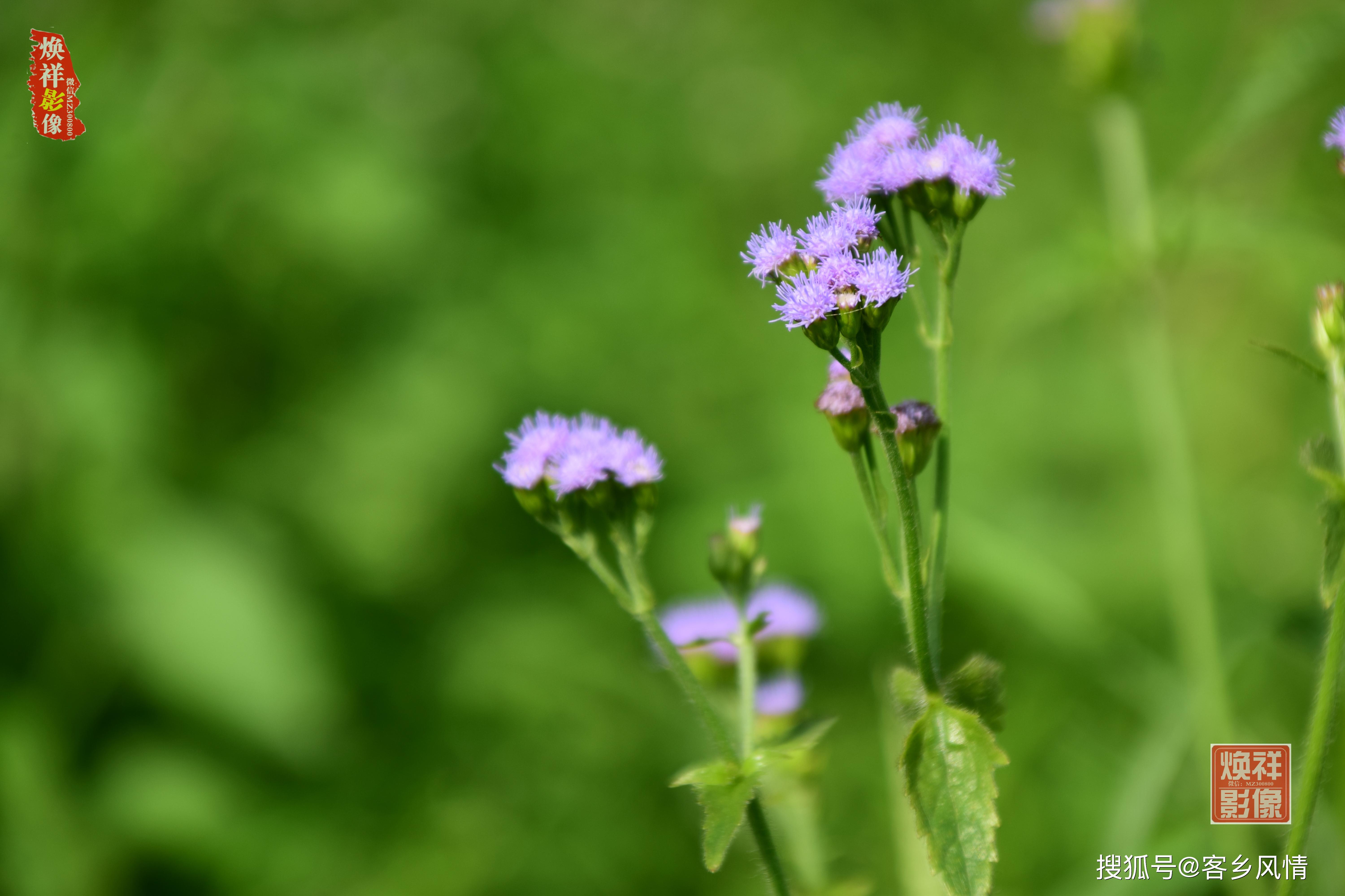 依依诗情画意的小村河边美景,尽是小桥流水人家风景春到田园,芳草凄凄