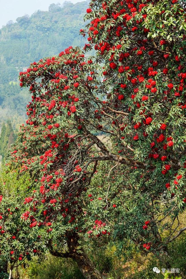 马缨花开红艳艳:可以自由游走于花海的日子,应该不远了吧_杜鹃花