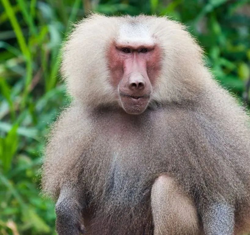 1阿拉伯狒狒宝宝