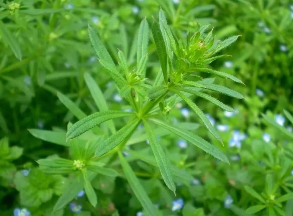 秧草图片功效与作用图片