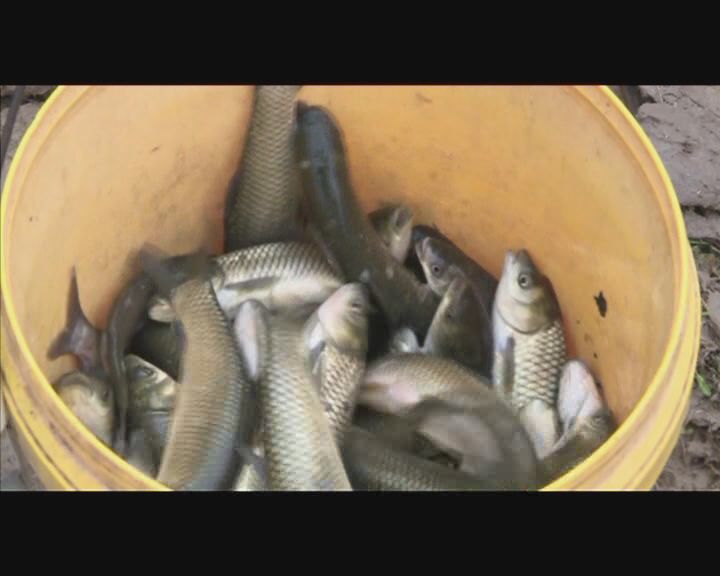 泉波镇:发放"扶贫牛羊鱼" 助力精准脱贫