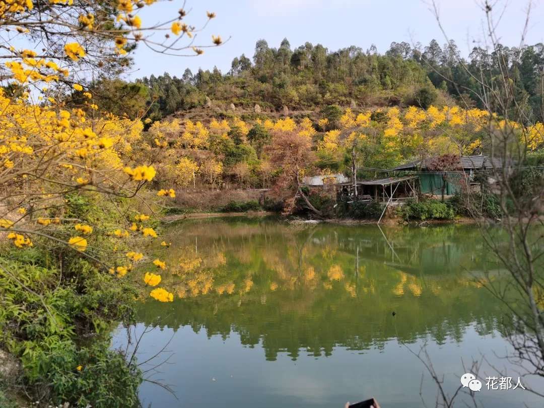 航拍宅在家里竹洞村美景近在眼前还有黄风铃的诱惑