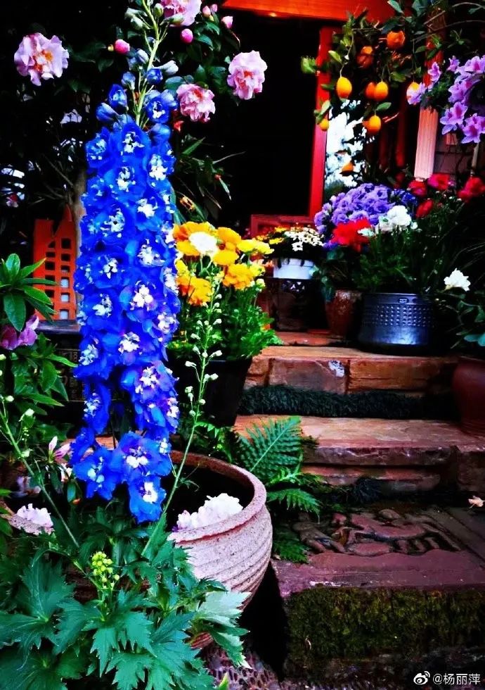 杨丽萍晒花园照,花团锦簇着人间仙子!