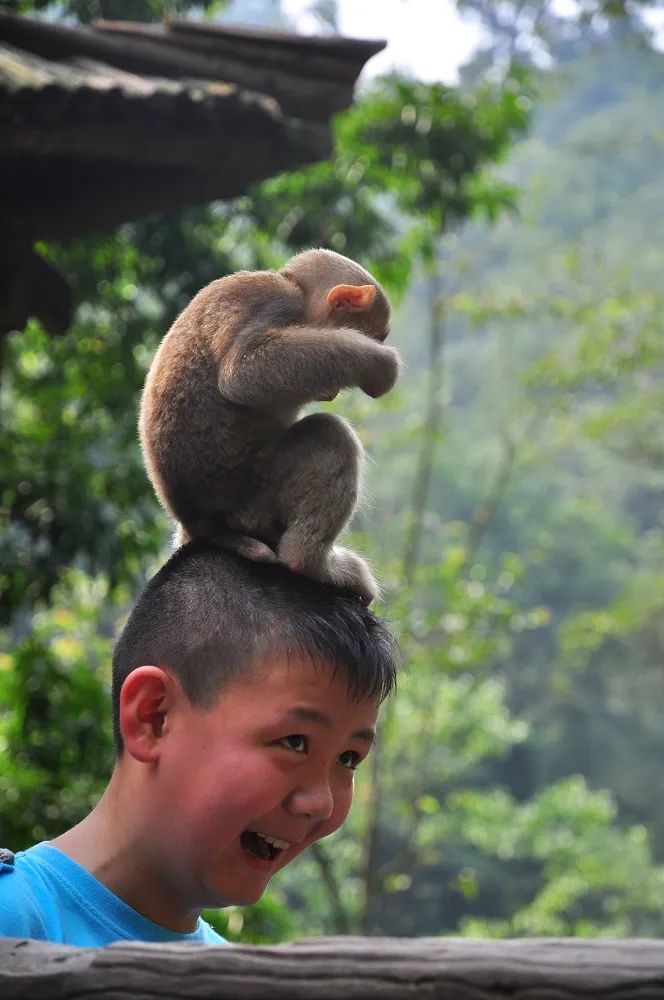 山中无游人,猴子称霸王_大王