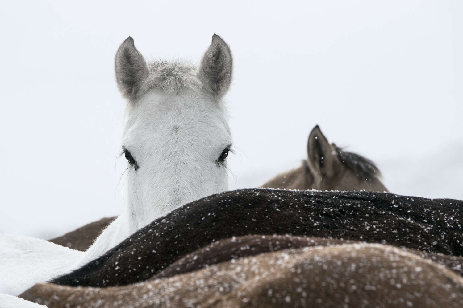 龙马精神福佑中华