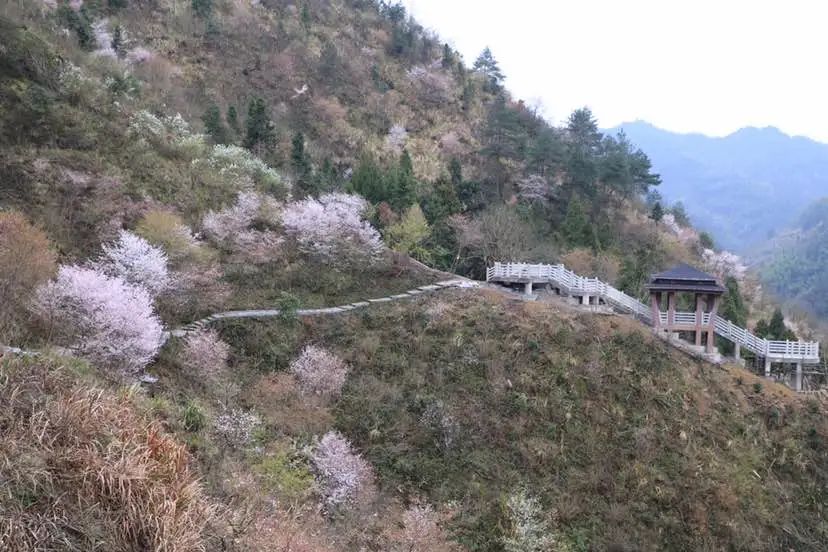 原创分享去磐安东川村邂逅一场浪漫樱花雨