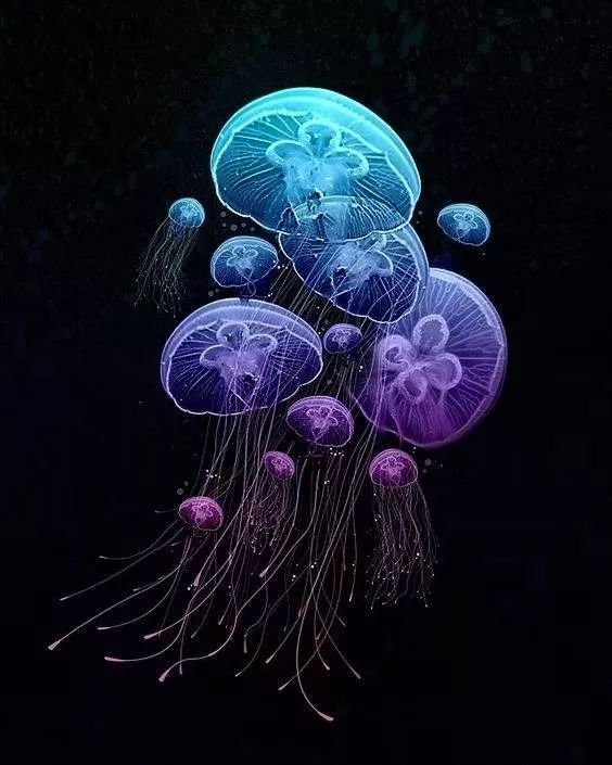 海洋知识小课堂丨海洋中美丽的杀手水母