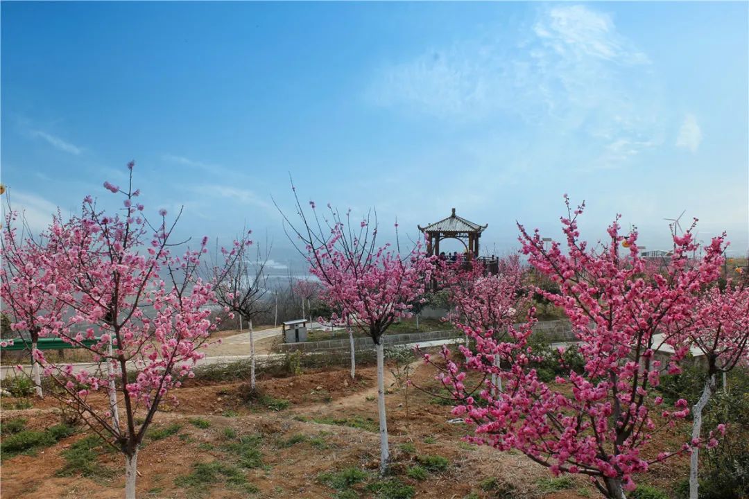 美爆了山花烂漫春意盎然这组美图带你足不出户赏汉中春光